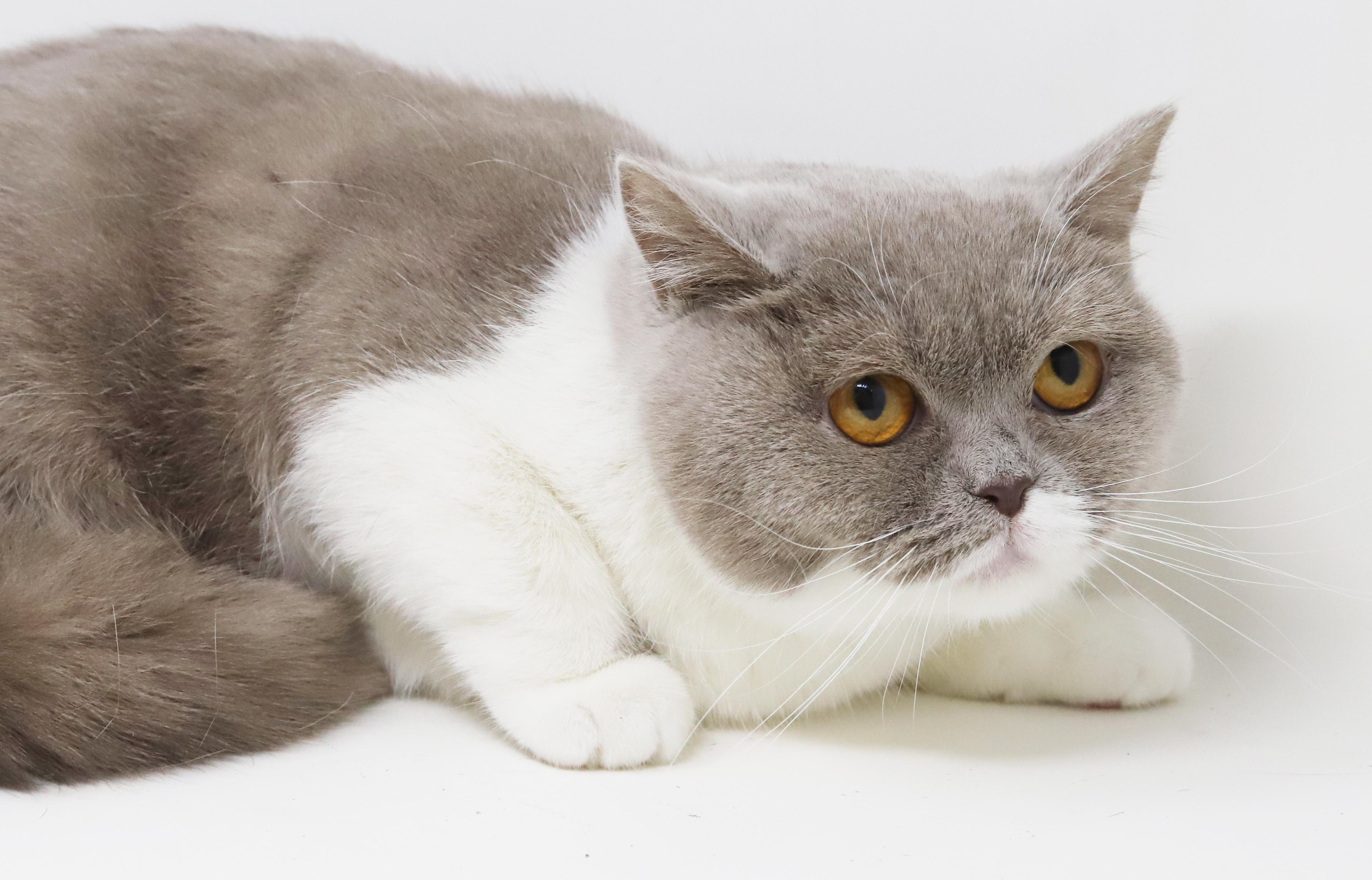 Enlarge Kim and Roman - bonded British Shorthair epic beauties!  READ BIO BEFORE APPLYING, a Adoptable British Shorthair in Bedford Hills, NY image 3/6