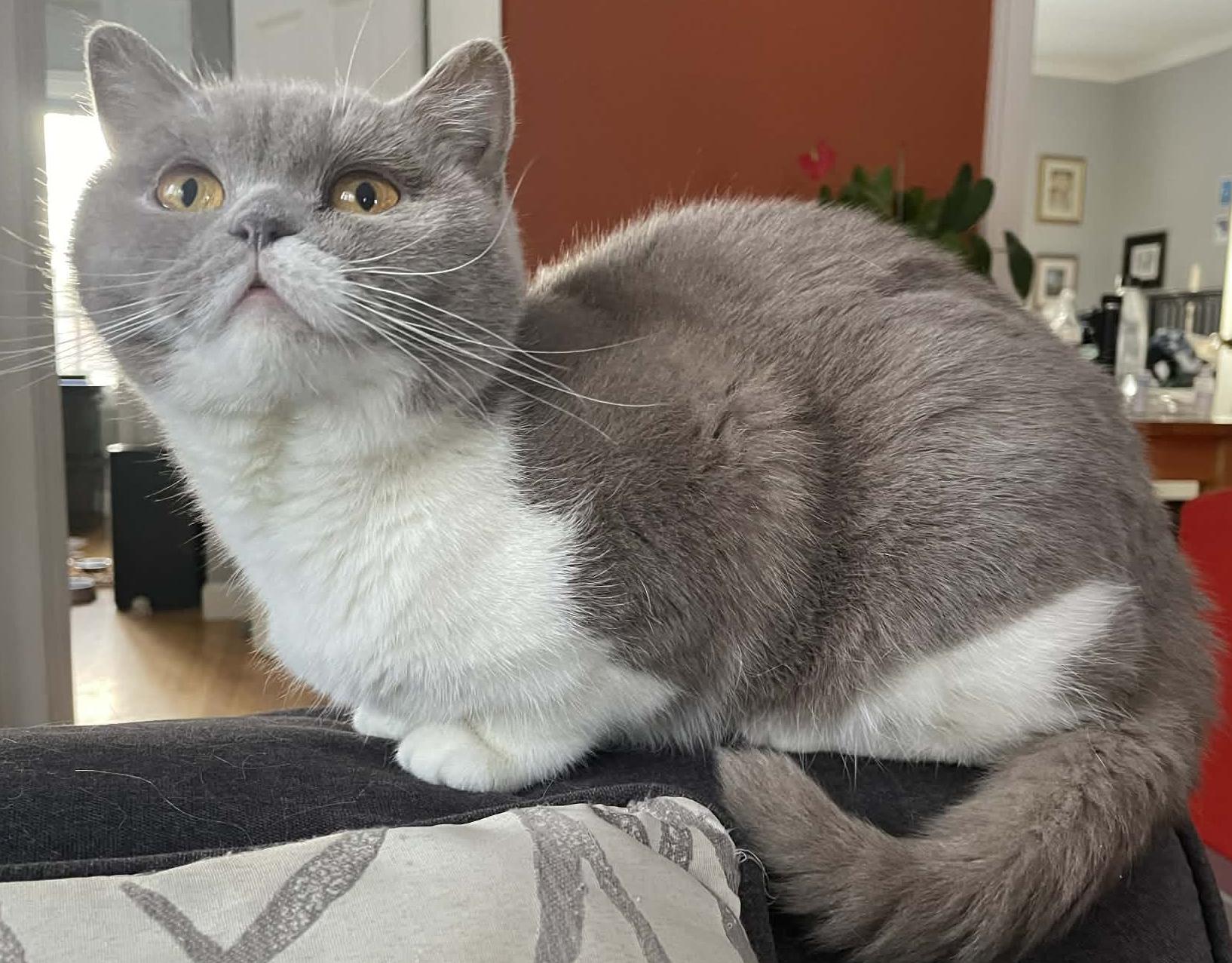 Enlarge Kim and Roman - bonded British Shorthair epic beauties!  READ BIO BEFORE APPLYING, a Adoptable British Shorthair in Bedford Hills, NY image 5/6