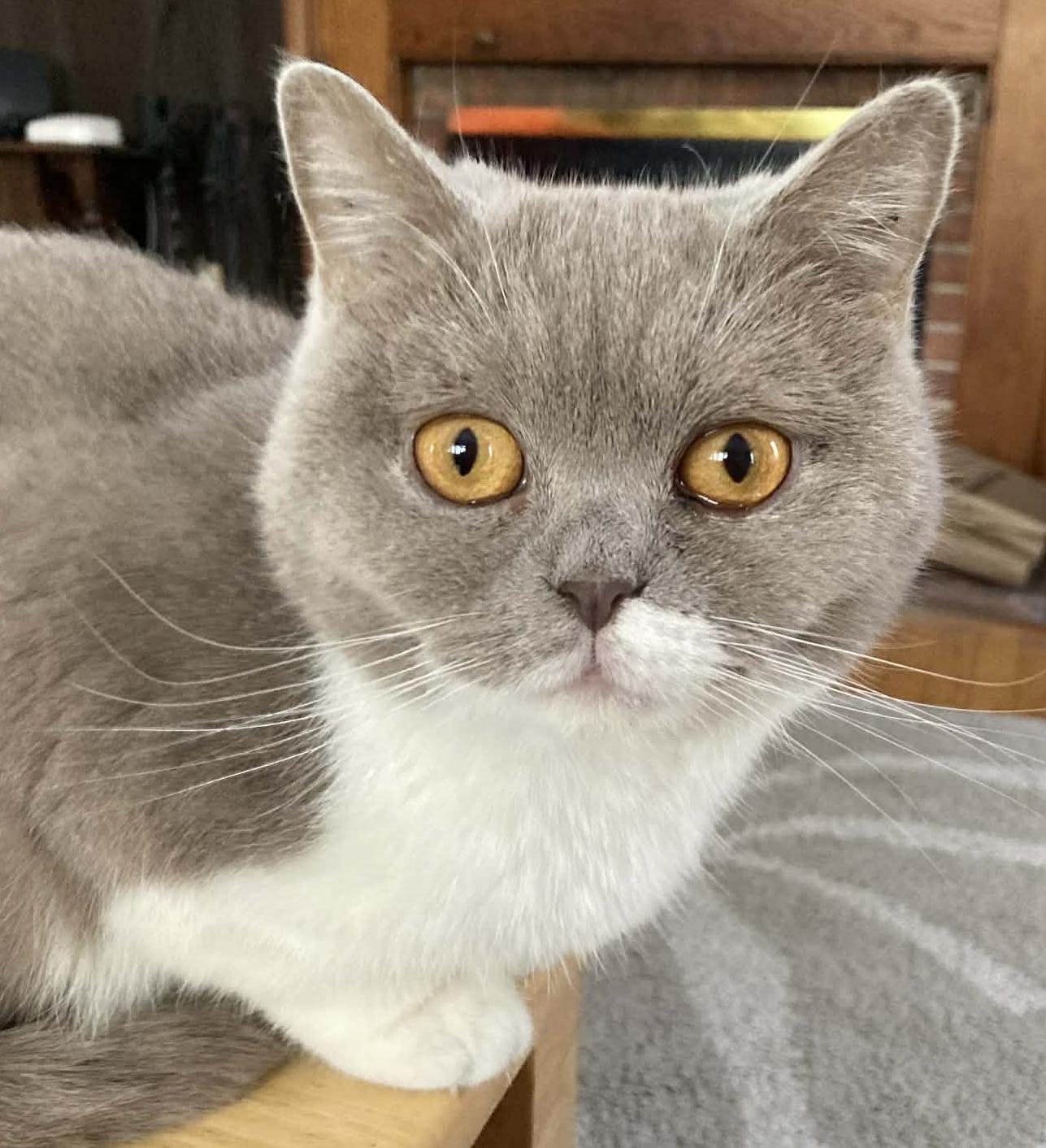 Kim and Roman - bonded British Shorthair epic beauties!  READ BIO BEFORE APPLYING, Adoptable, Adult Female British Shorthair.