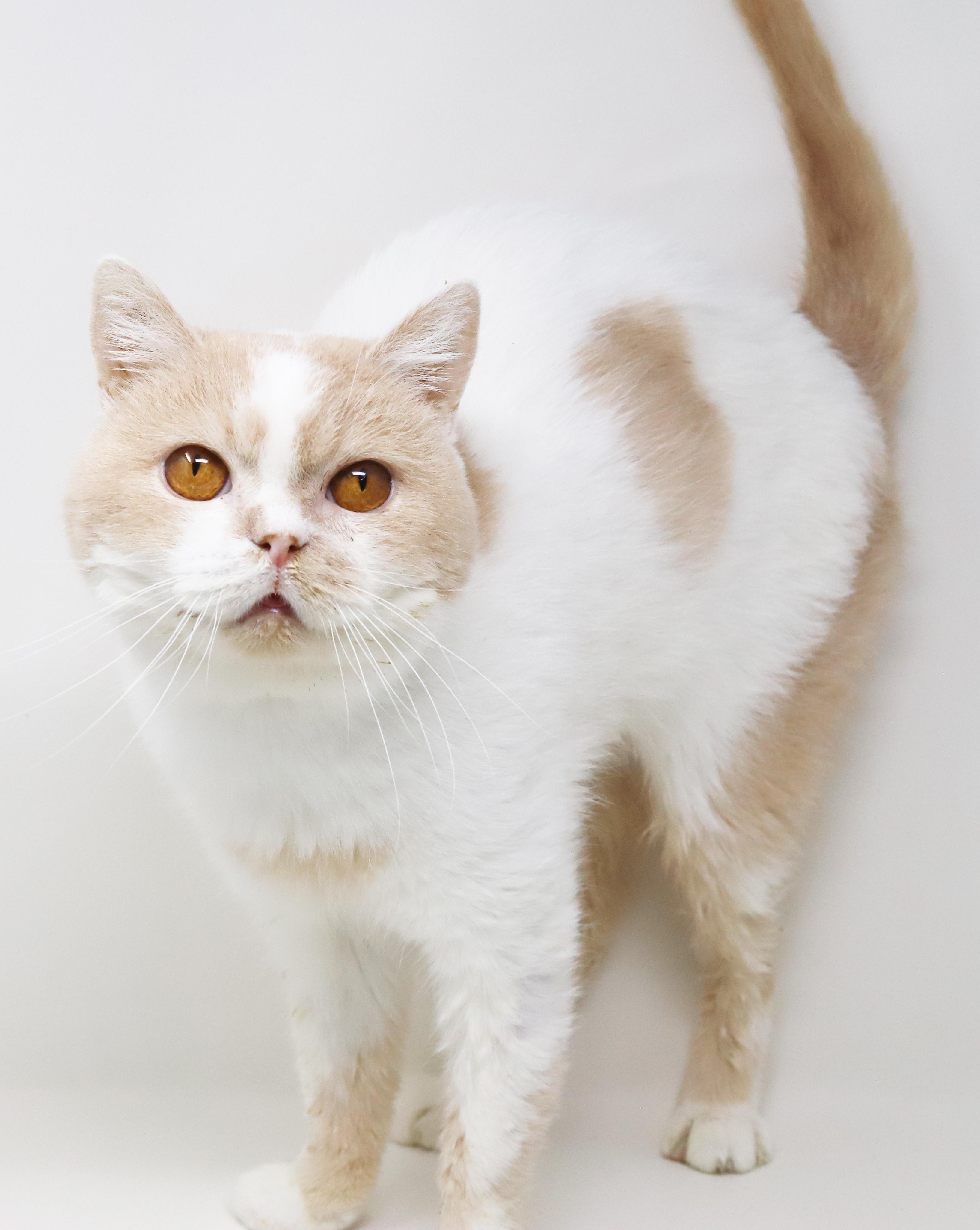 Enlarge Kim and Roman - bonded British Shorthair epic beauties!  READ BIO BEFORE APPLYING, a Adoptable British Shorthair in Bedford Hills, NY image 2/6