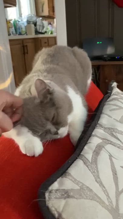 Enlarge Kim and Roman - bonded British Shorthair epic beauties!  READ BIO BEFORE APPLYING, a Adoptable British Shorthair in Bedford Hills, NY video 4/6