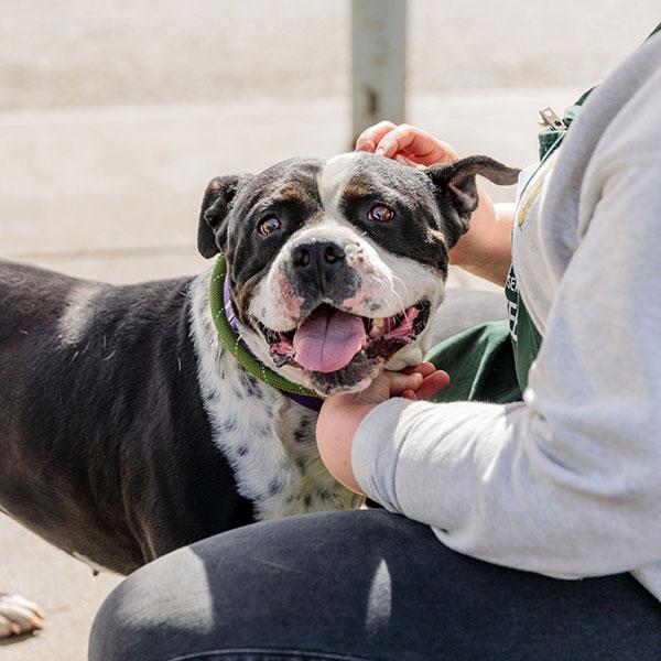 Mammoth **Courtesy Post. Out of town pet. See below for details**