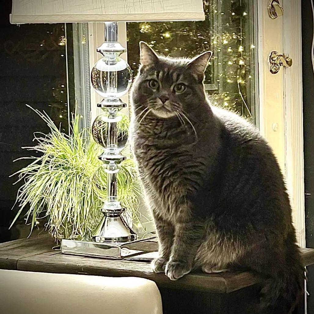 Babette, Adoptable, Adult Female Domestic Short Hair.