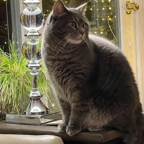 Enlarge Babette, a Adoptable Domestic Short Hair in Wakefield, MA image 2/5