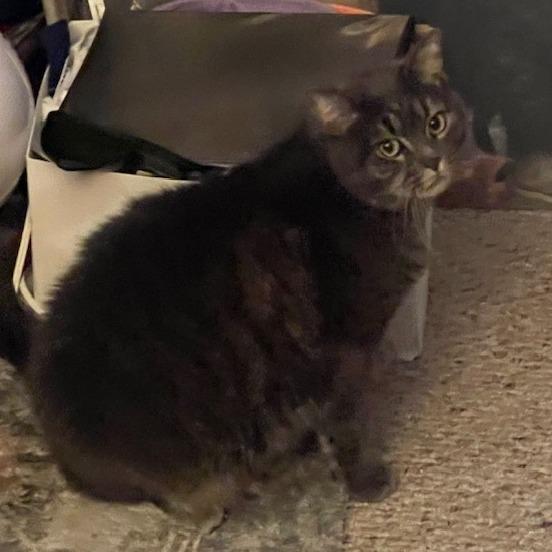 Enlarge Babette, a Adoptable Domestic Short Hair in Wakefield, MA image 3/5