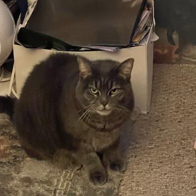 Enlarge Babette, a Adoptable Domestic Short Hair in Wakefield, MA image 4/5