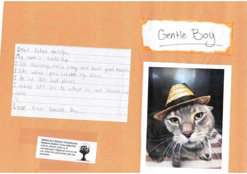 Enlarge Gentle Boy, a Adoptable mixed breed in Sebastian, FL image 1/4