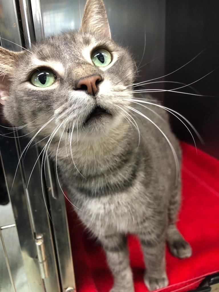 Enlarge Gentle Boy, a Adoptable mixed breed in Sebastian, FL image 1/4