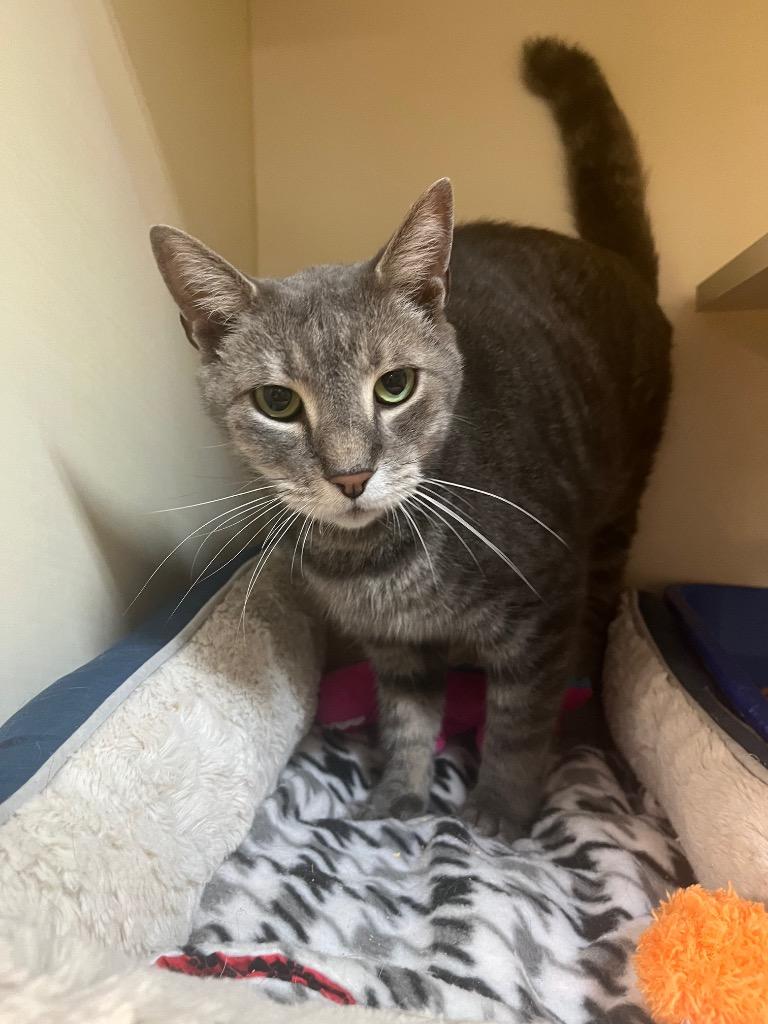 Gentle Boy, Adoptable, Senior Male Domestic Short Hair.