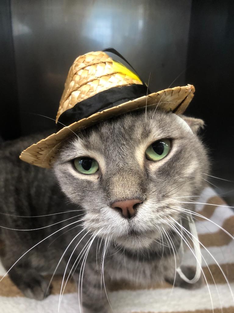 Enlarge Gentle Boy, a Adoptable mixed breed in Sebastian, FL image 3/4