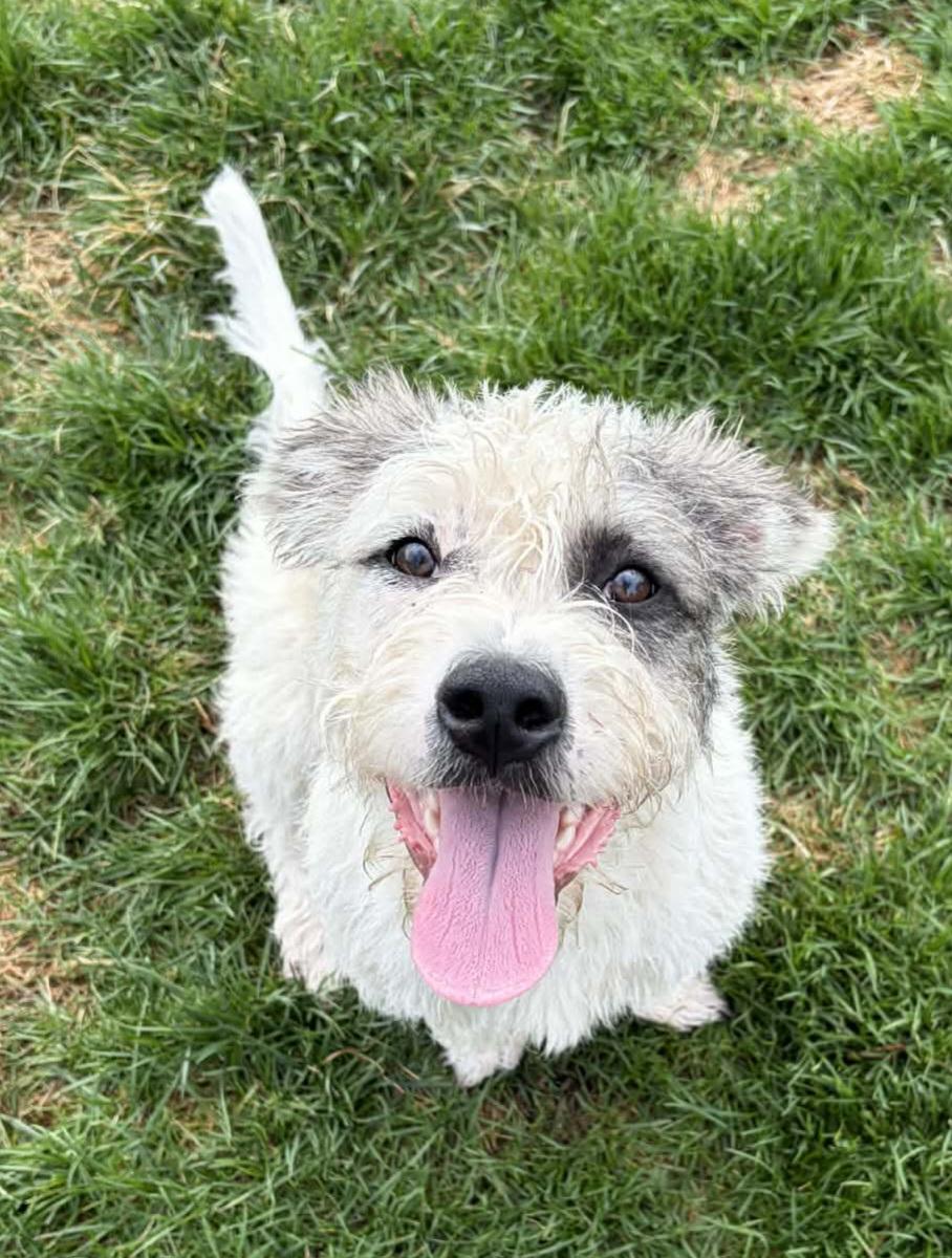 Enlarge Pants First, a ADOPTABLE mixed breed in Cedar Rapids, IA image 5/5