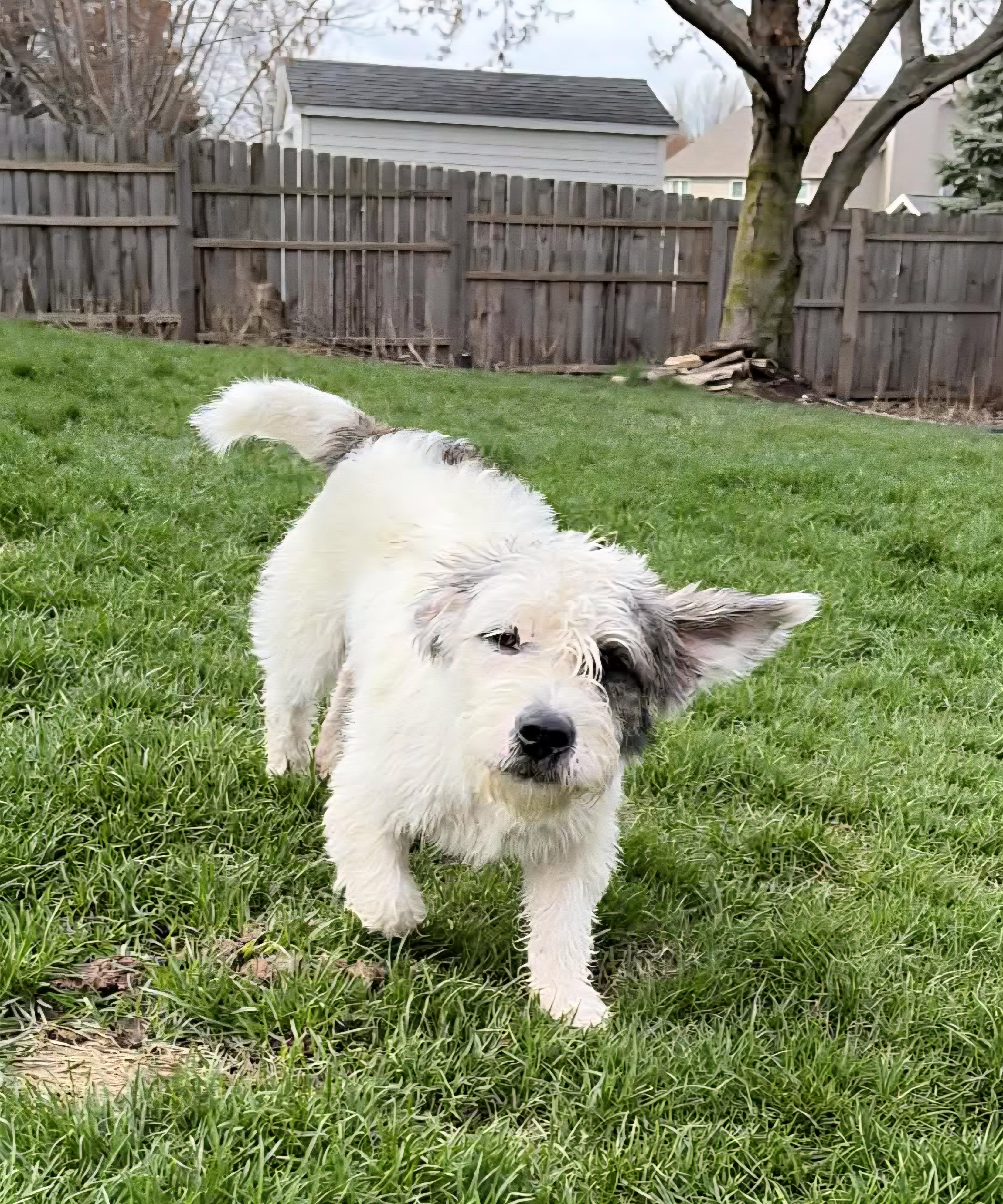 Enlarge Pants First, a ADOPTABLE mixed breed in Cedar Rapids, IA image 3/5