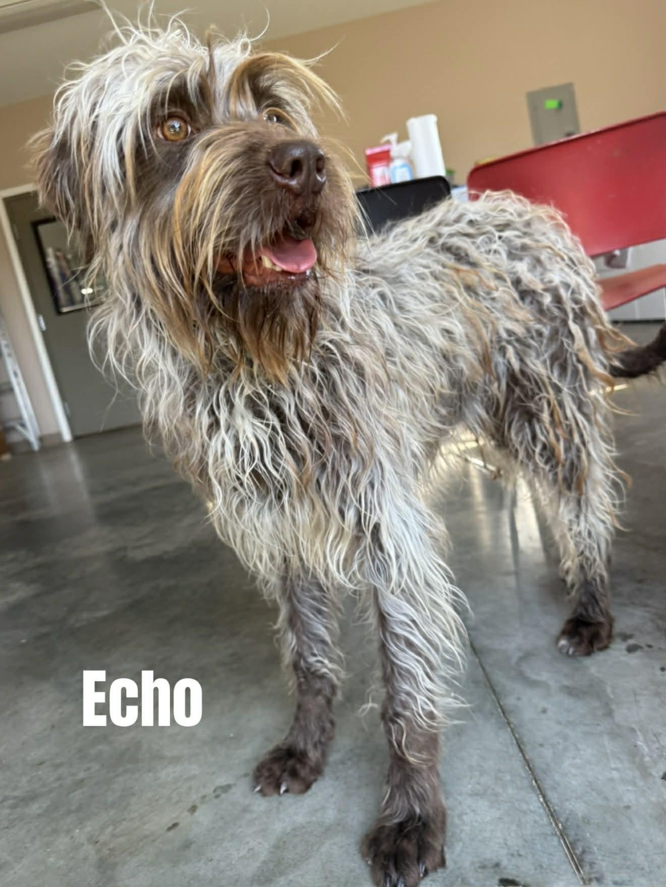 Echo, ADOPTABLE, Young Male Labradoodle.