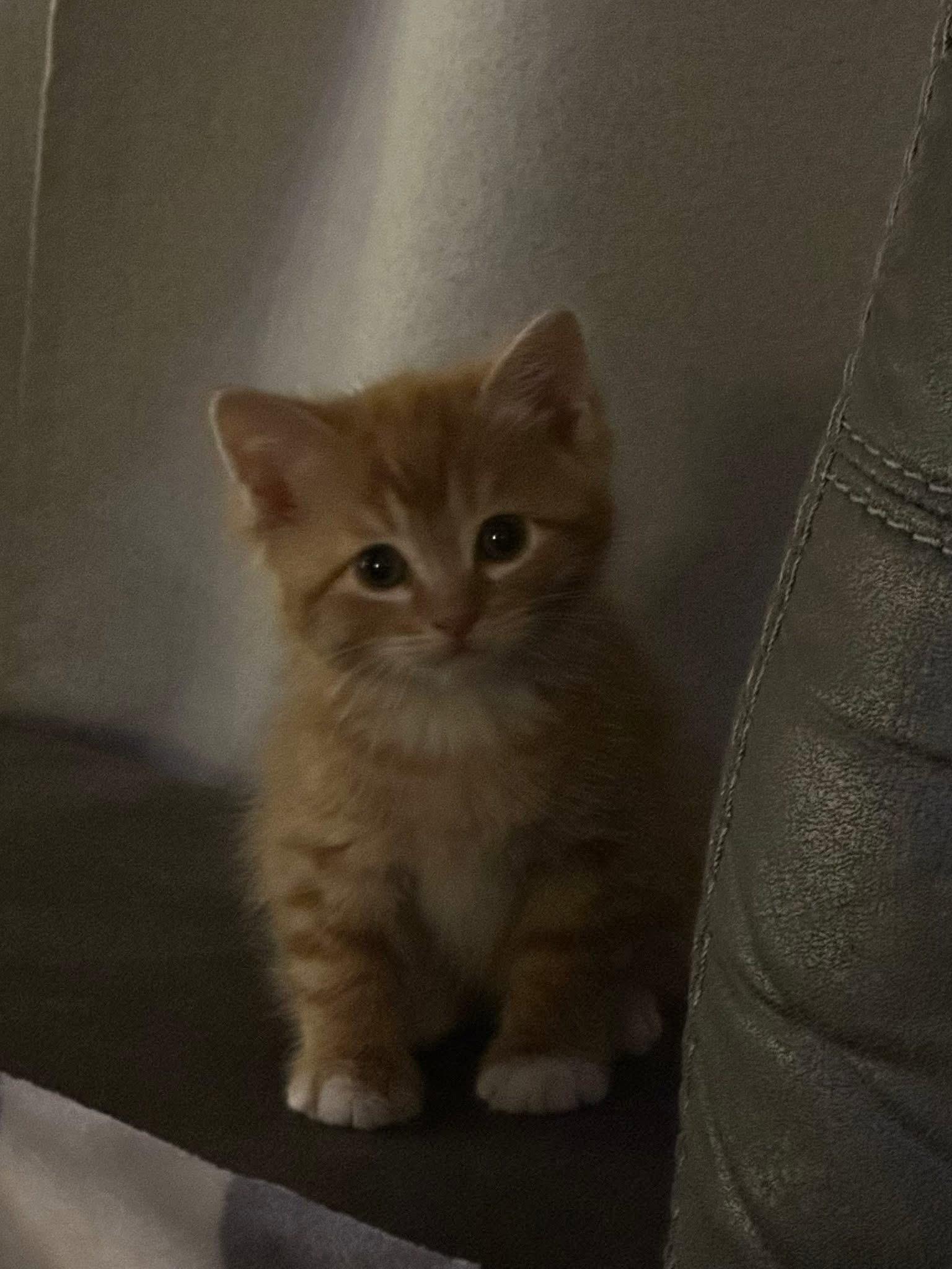 Seuss, Adopted, Kitten Male Domestic Short Hair.