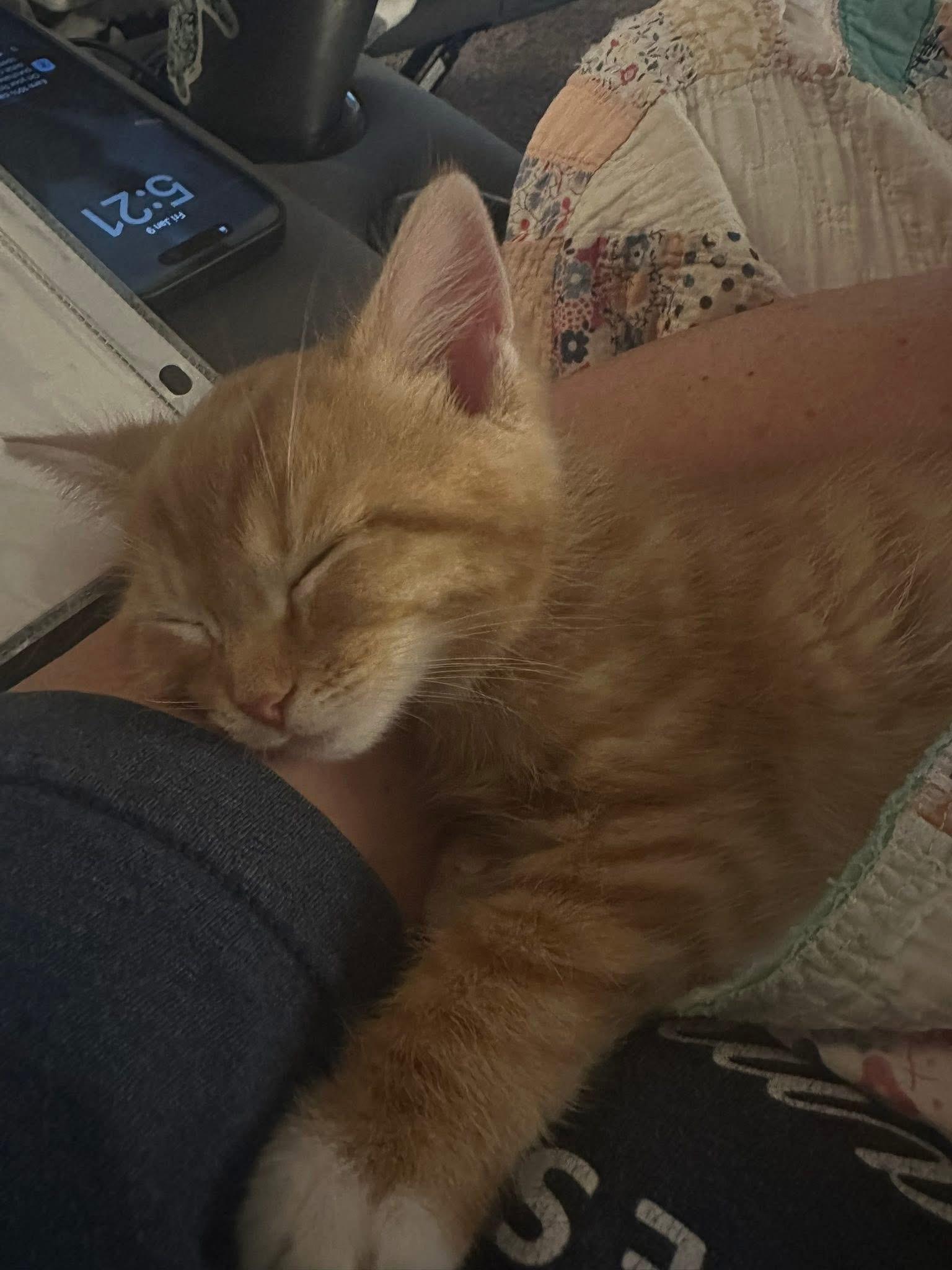 Enlarge Seuss, a Adopted mixed breed in Randolph, AL image 2/6