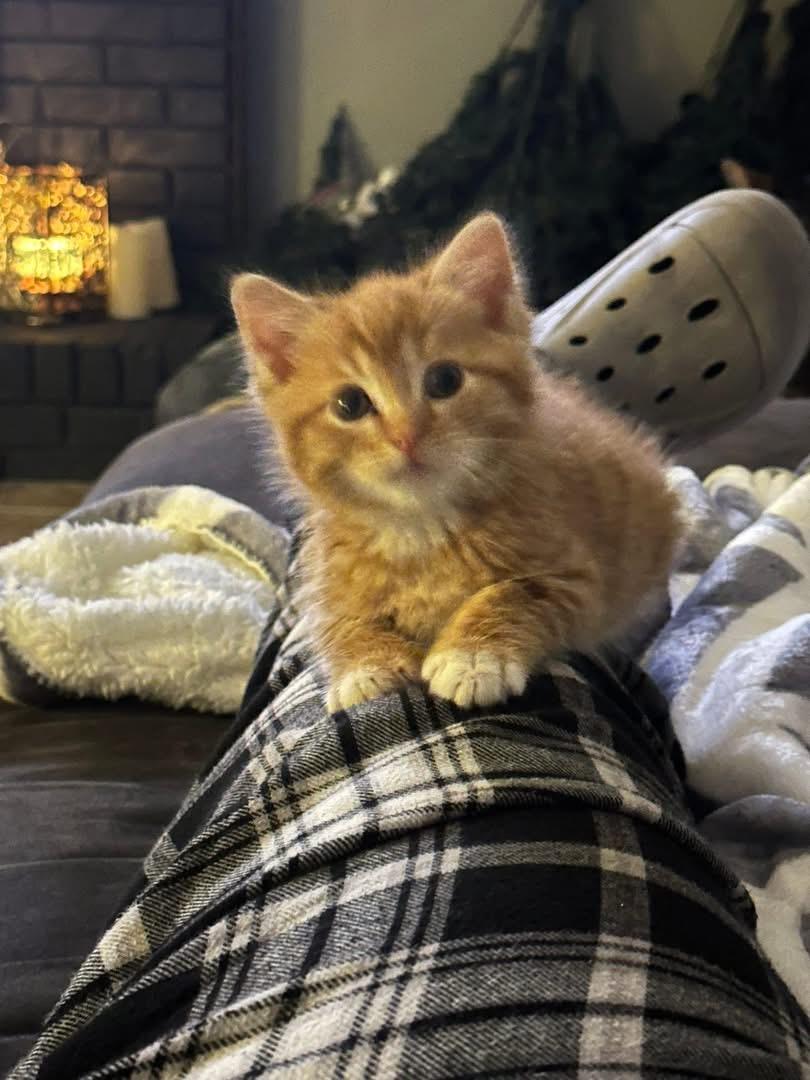 Enlarge Seuss, a Adopted mixed breed in Randolph, AL image 3/6