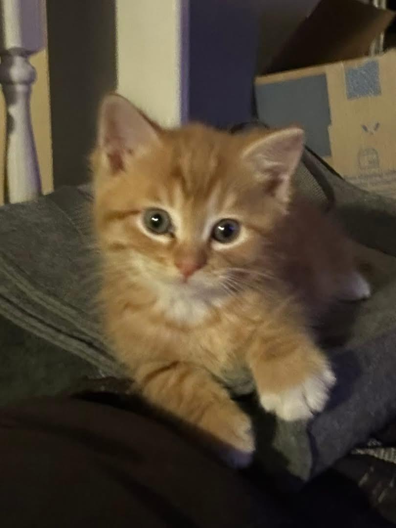 Enlarge Seuss, a Adopted mixed breed in Randolph, AL image 4/6