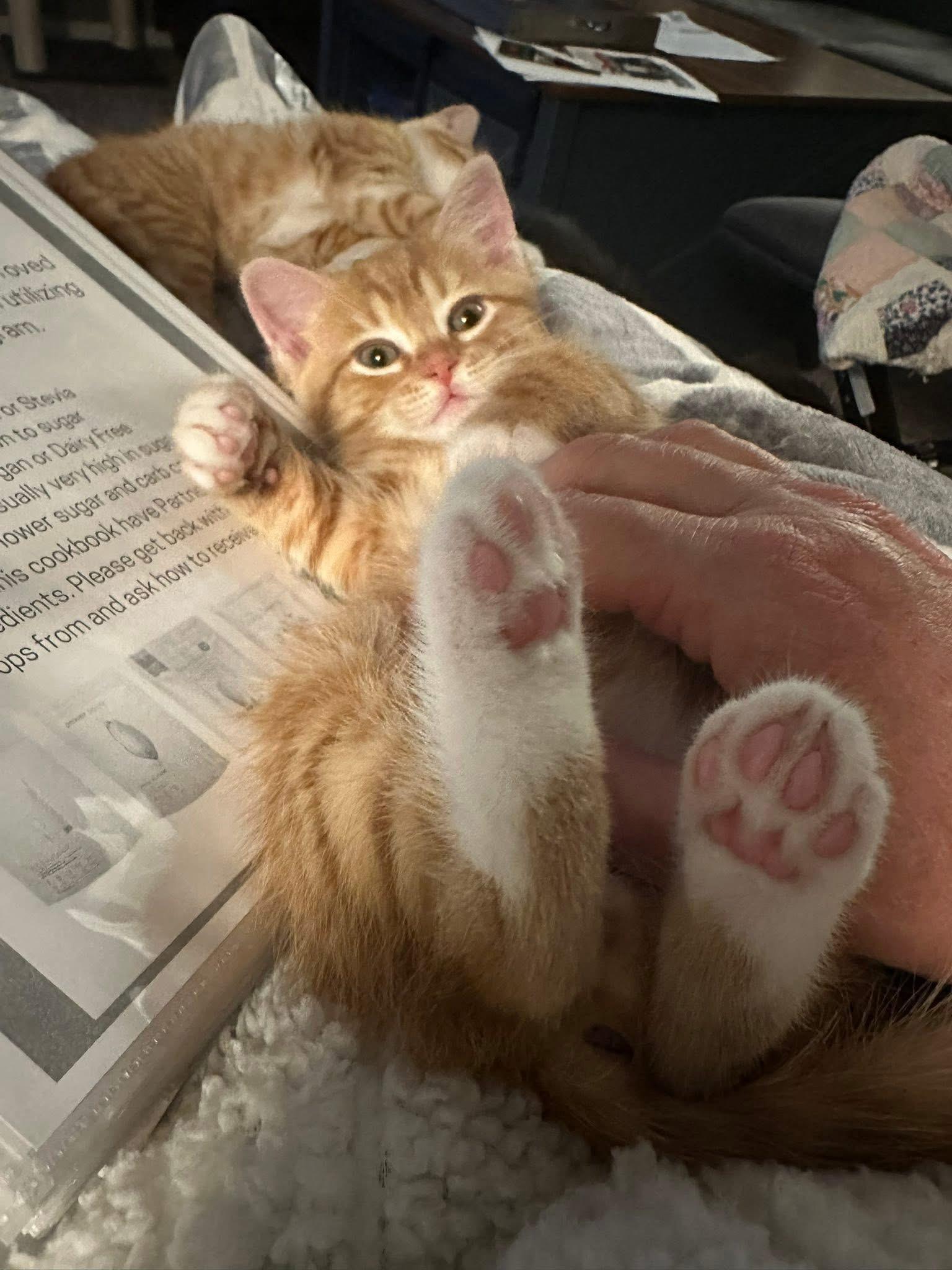 Enlarge Seuss, a Adopted mixed breed in Randolph, AL image 5/6