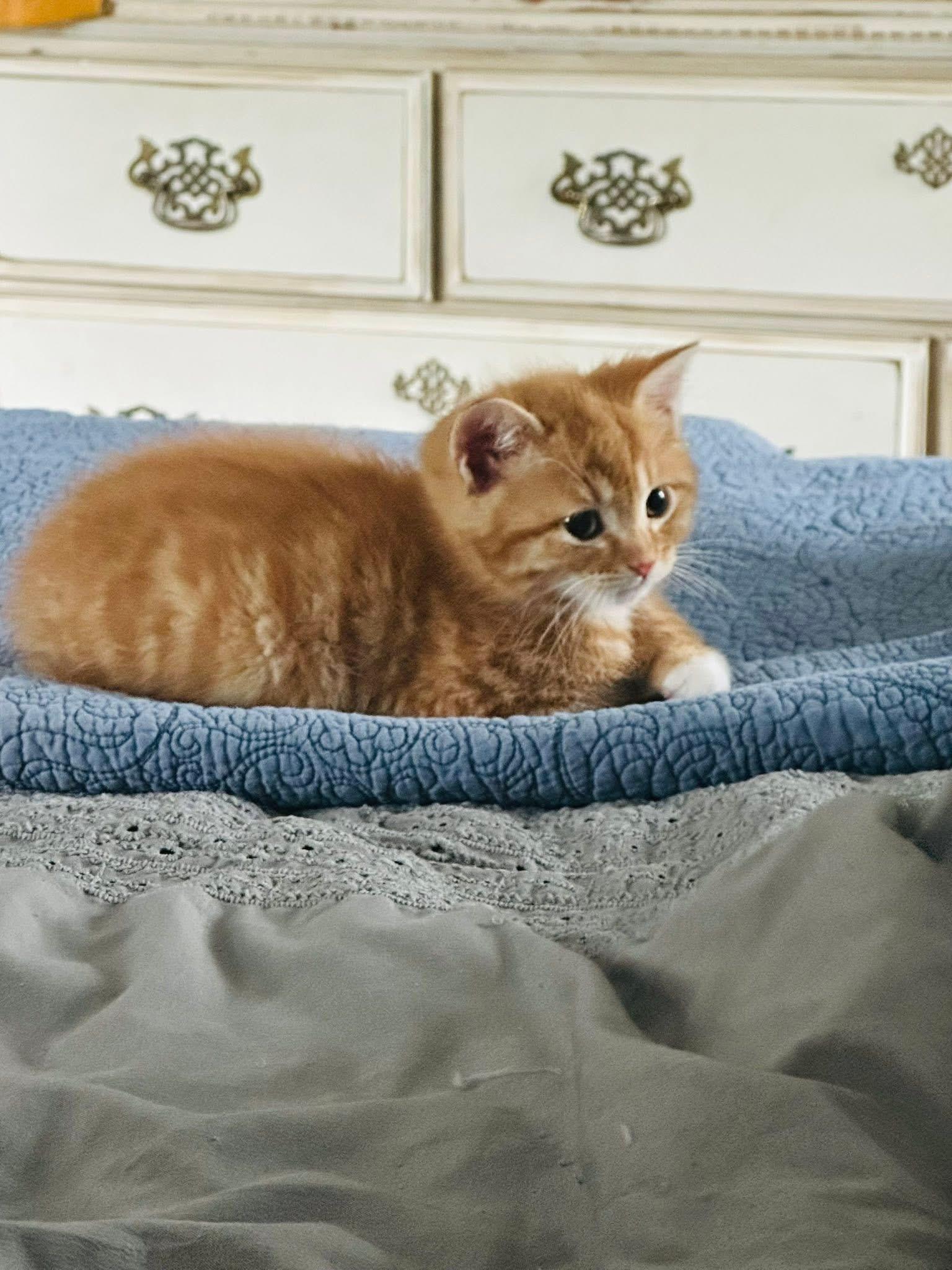 Enlarge Seuss, a Adopted mixed breed in Randolph, AL image 6/6