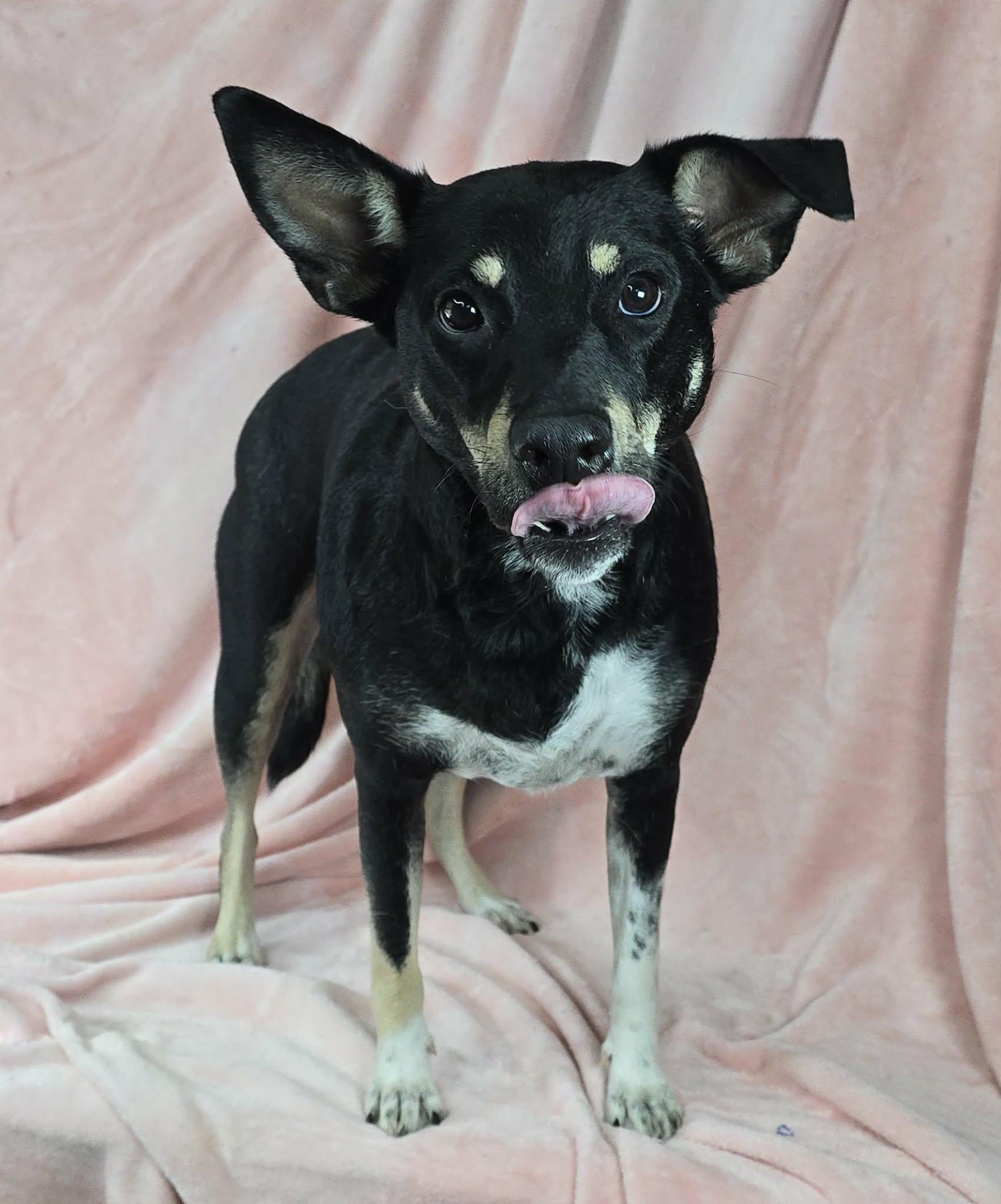 Enlarge Sammie, a ADOPTABLE mixed breed in Newport, TN image 5/5