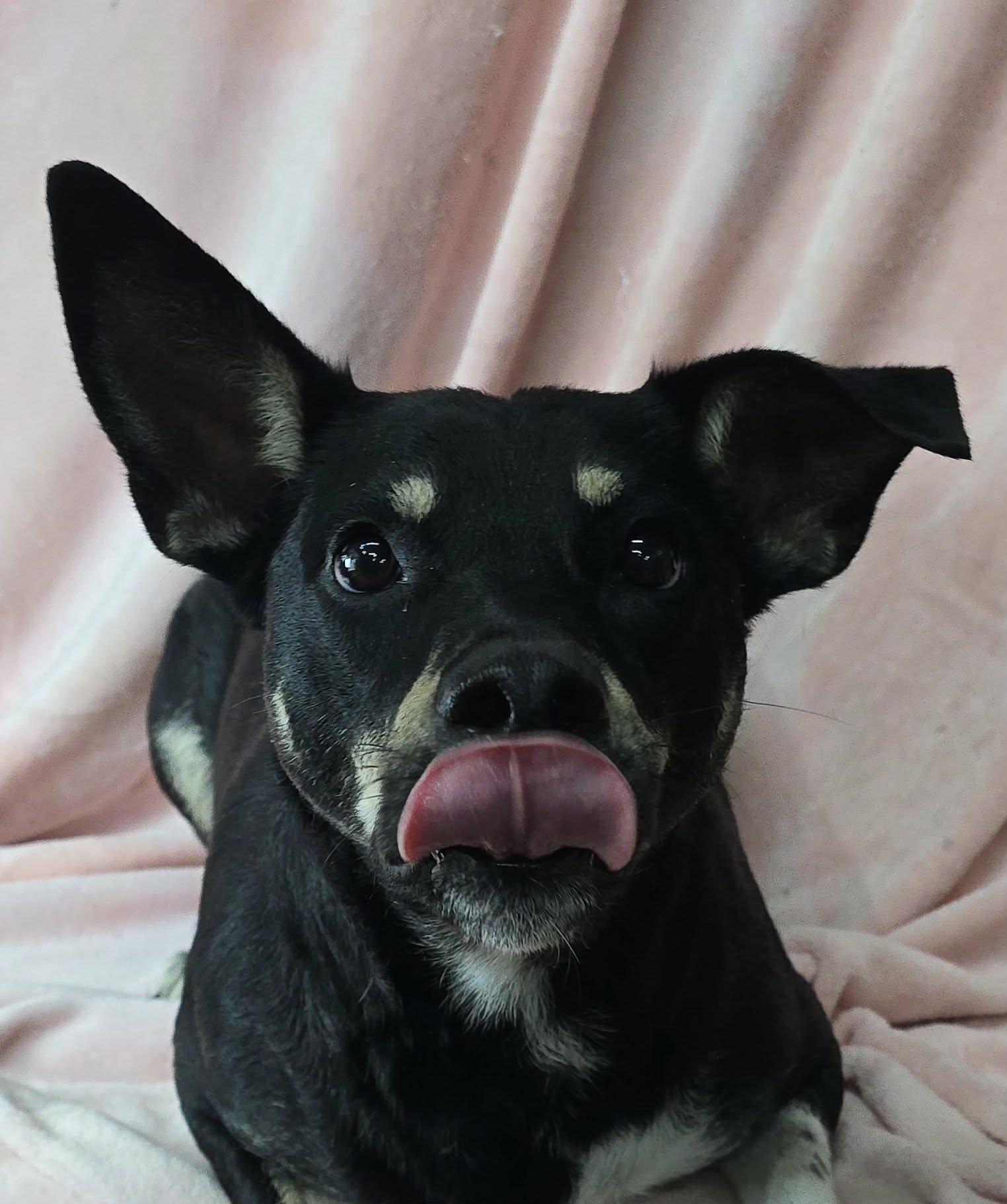 Enlarge Sammie, a ADOPTABLE mixed breed in Newport, TN image 3/5