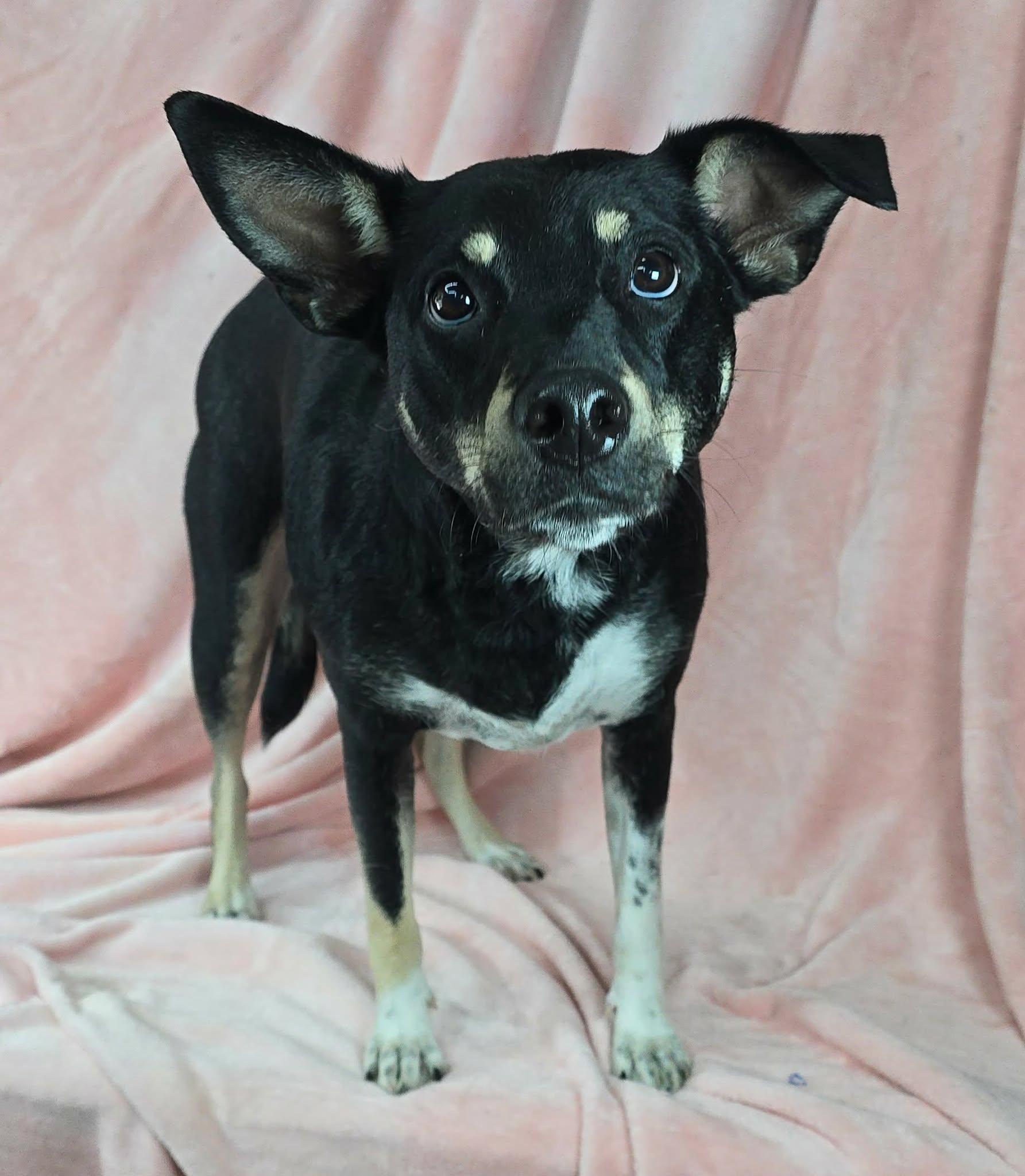 Enlarge Sammie, a ADOPTABLE mixed breed in Newport, TN image 4/5