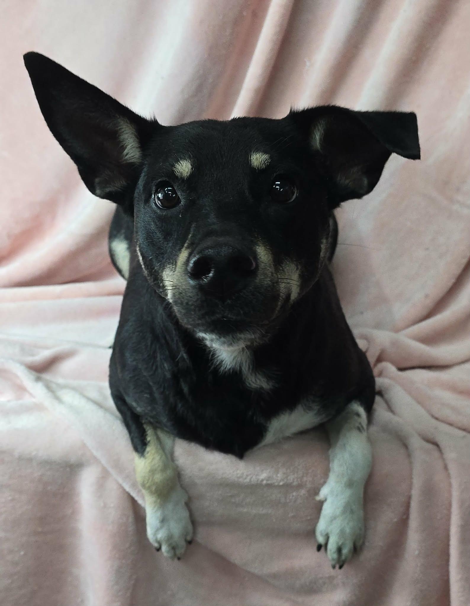 Sammie, ADOPTABLE, Young Female Shepherd & Yellow Labrador Retriever.