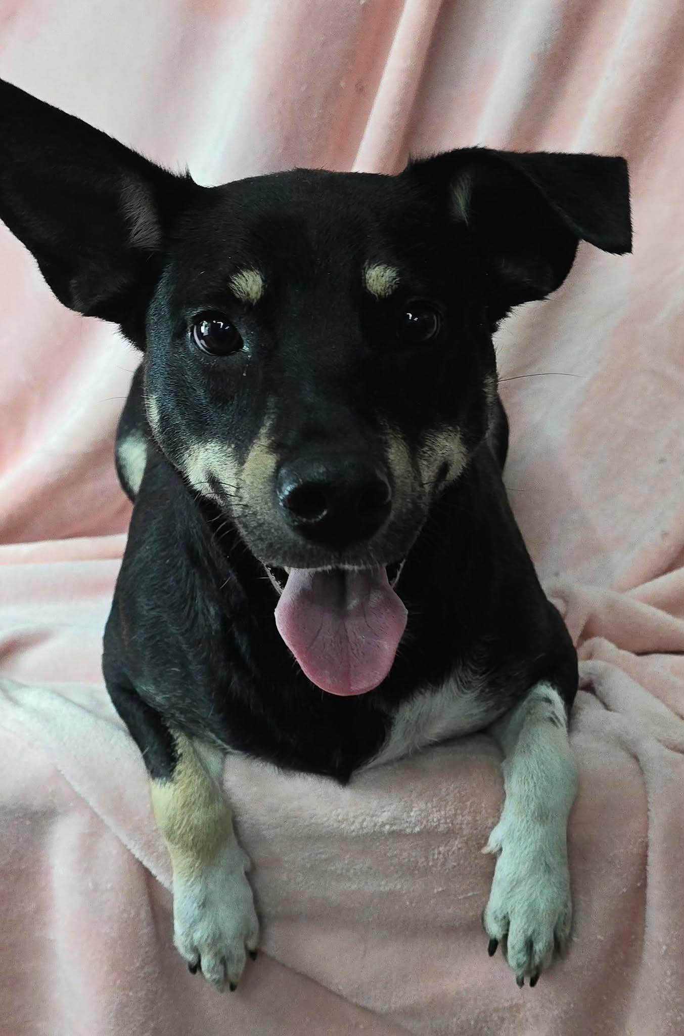Enlarge Sammie, a ADOPTABLE mixed breed in Newport, TN image 2/5