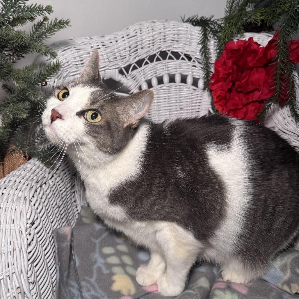 Knox 430, Adoptable, Adult Male Domestic Short Hair.