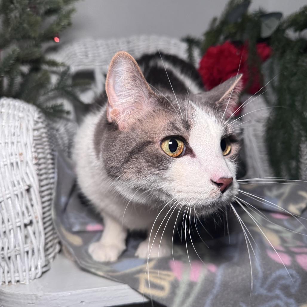 Knox 430, a Adoptable Domestic Short Hair in Lansing, MI image 2/5