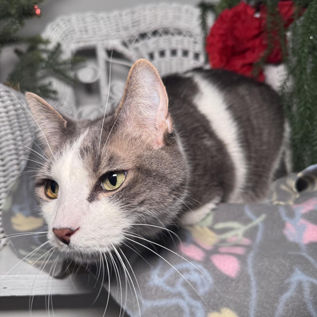 Knox 430, a Adoptable Domestic Short Hair in Lansing, MI image 3/5