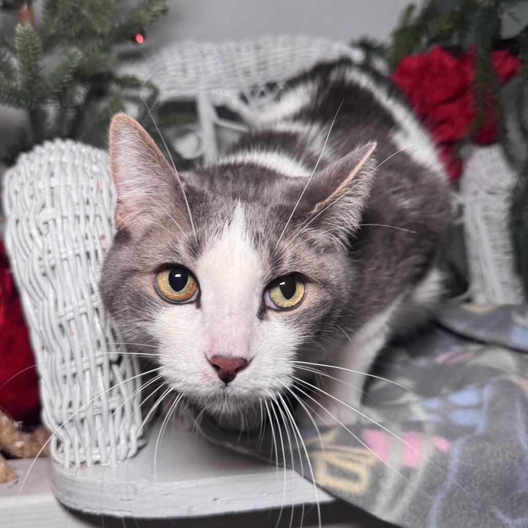 Knox 430, a Adoptable Domestic Short Hair in Lansing, MI image 4/5