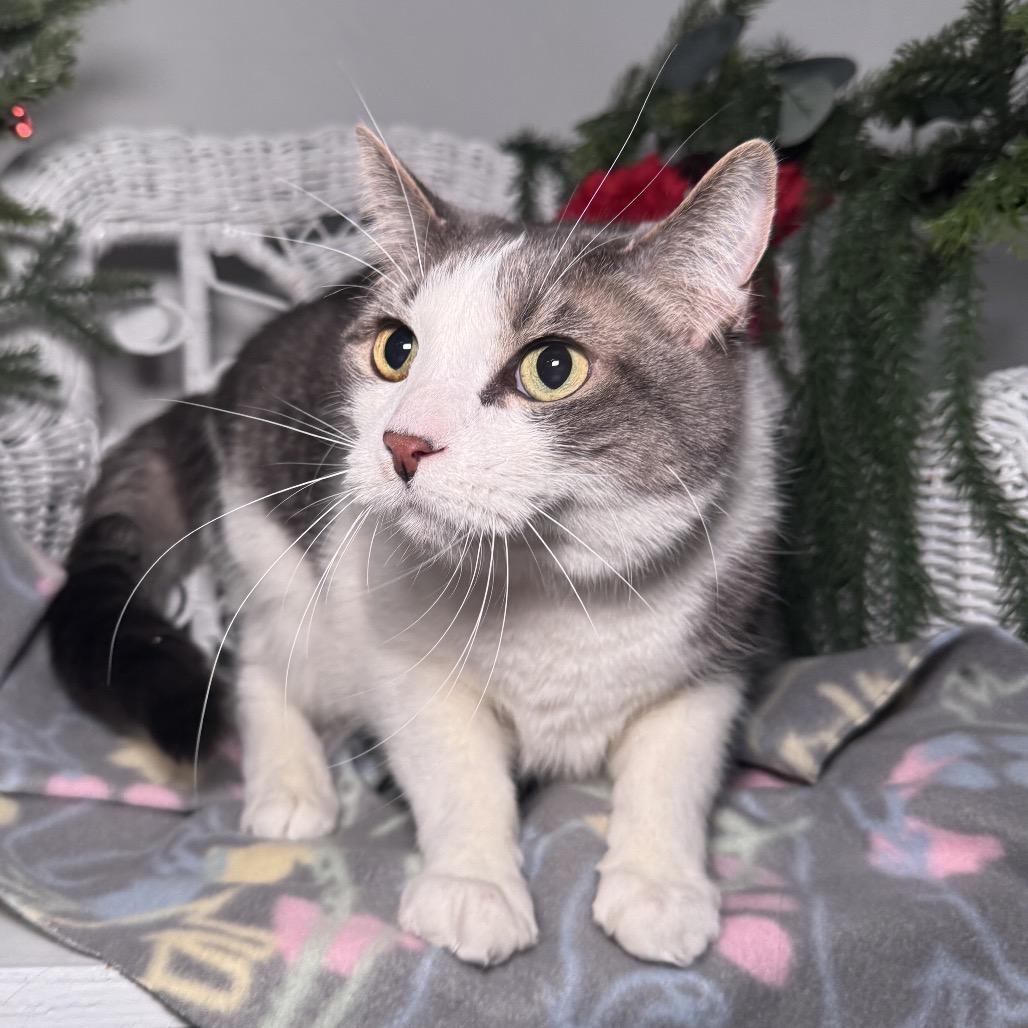 Knox 430, a Adoptable Domestic Short Hair in Lansing, MI image 5/5