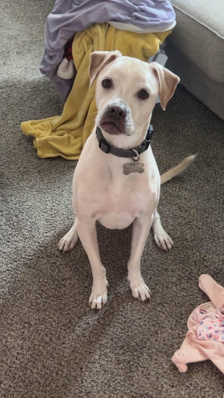 Enlarge Derby, a Adoptable Labrador Retriever in Tonawanda, NY image 1/3