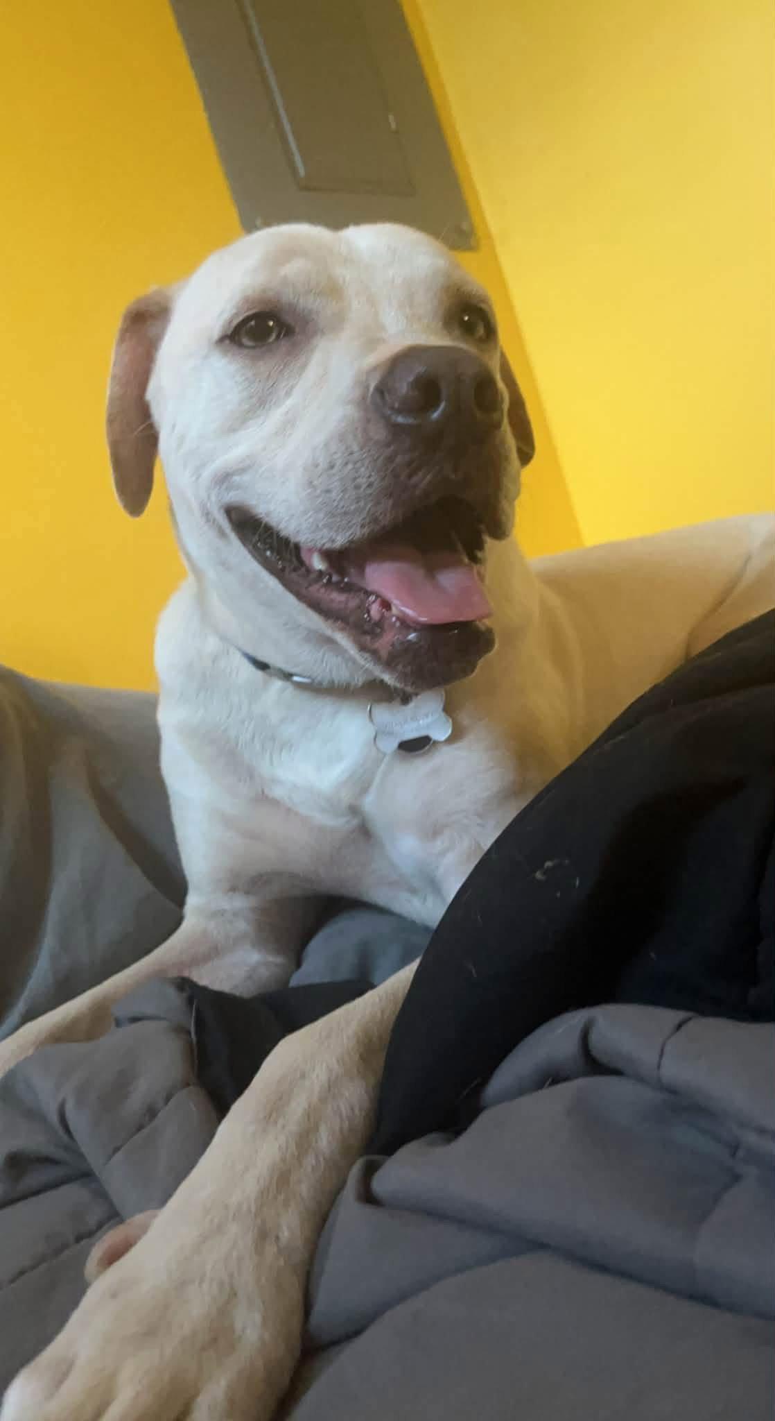 Enlarge Derby, a Adoptable Labrador Retriever in Tonawanda, NY image 3/3