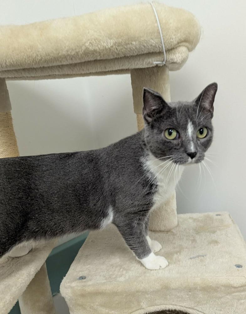 Enlarge Willow, a Adoptable Domestic Short Hair in South Bend, IN image 1/3
