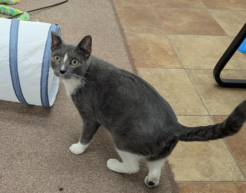 Enlarge Willow, a Adoptable Domestic Short Hair in South Bend, IN image 2/3