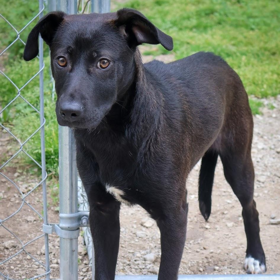 Enlarge Lydia, a ADOPTABLE Black Labrador Retriever in Hollister, MO image 2/2