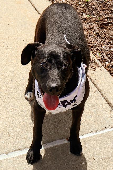 Lydia, a ADOPTABLE Black Labrador Retriever in Hollister, MO image 2/5