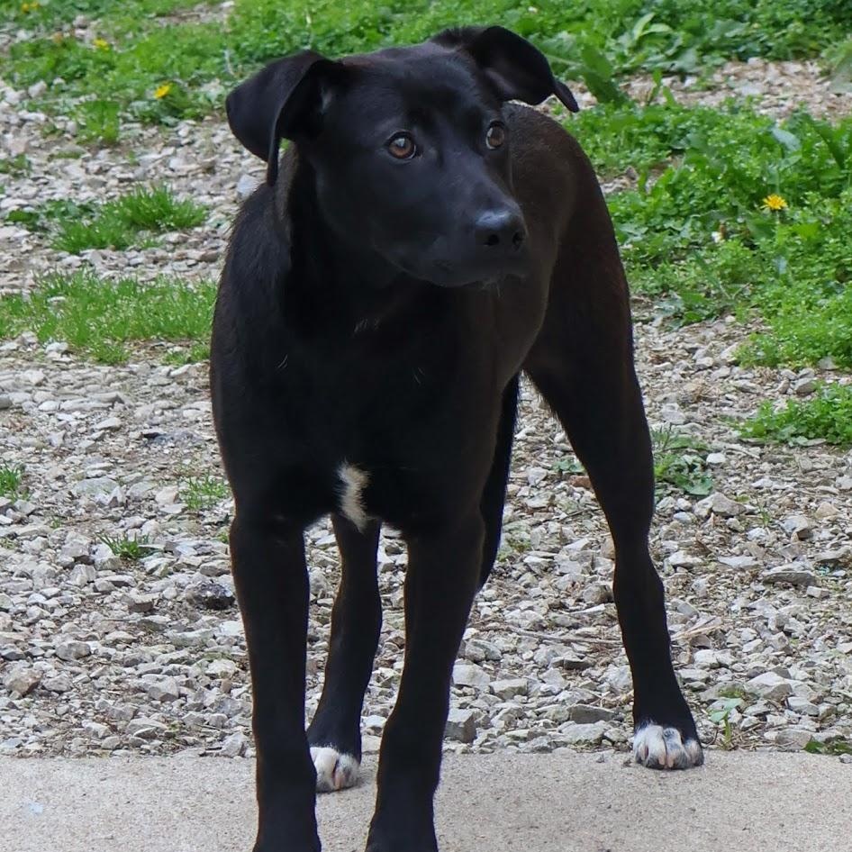 Enlarge Lydia, a ADOPTABLE Black Labrador Retriever in Hollister, MO image 1/2