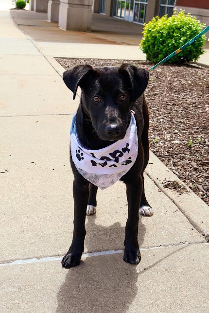 Lydia, a ADOPTABLE Black Labrador Retriever in Hollister, MO image 4/5