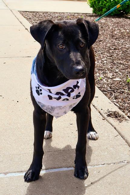 Lydia, ADOPTABLE, Young Female Black Labrador Retriever.