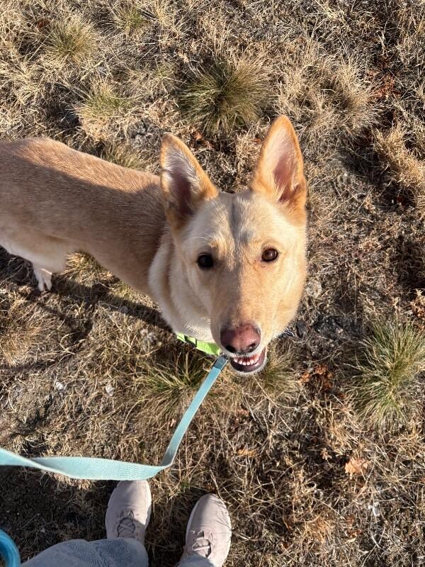 Honey, a Adoptable mixed breed in Fort Collins, CO image 1/6