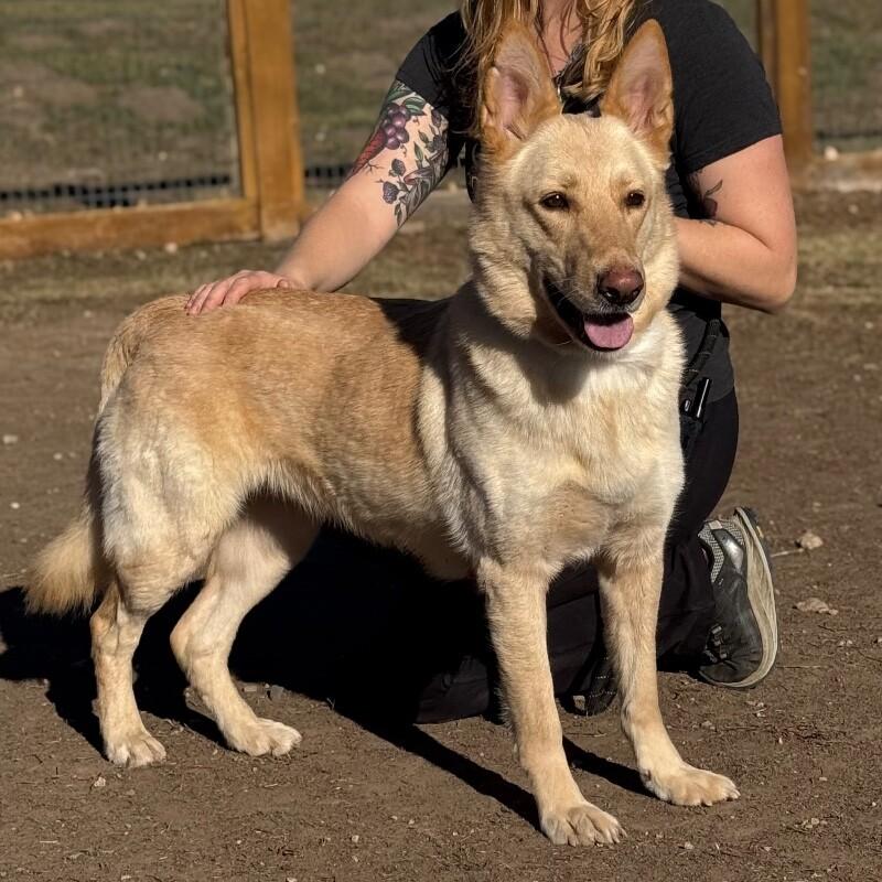Honey, a Adoptable mixed breed in Fort Collins, CO image 2/6