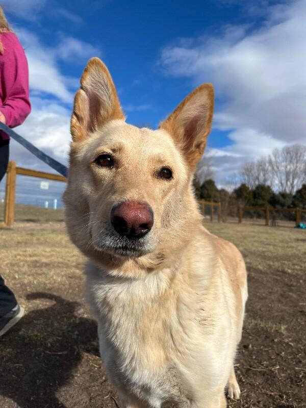 Honey, a Adoptable mixed breed in Fort Collins, CO image 4/6