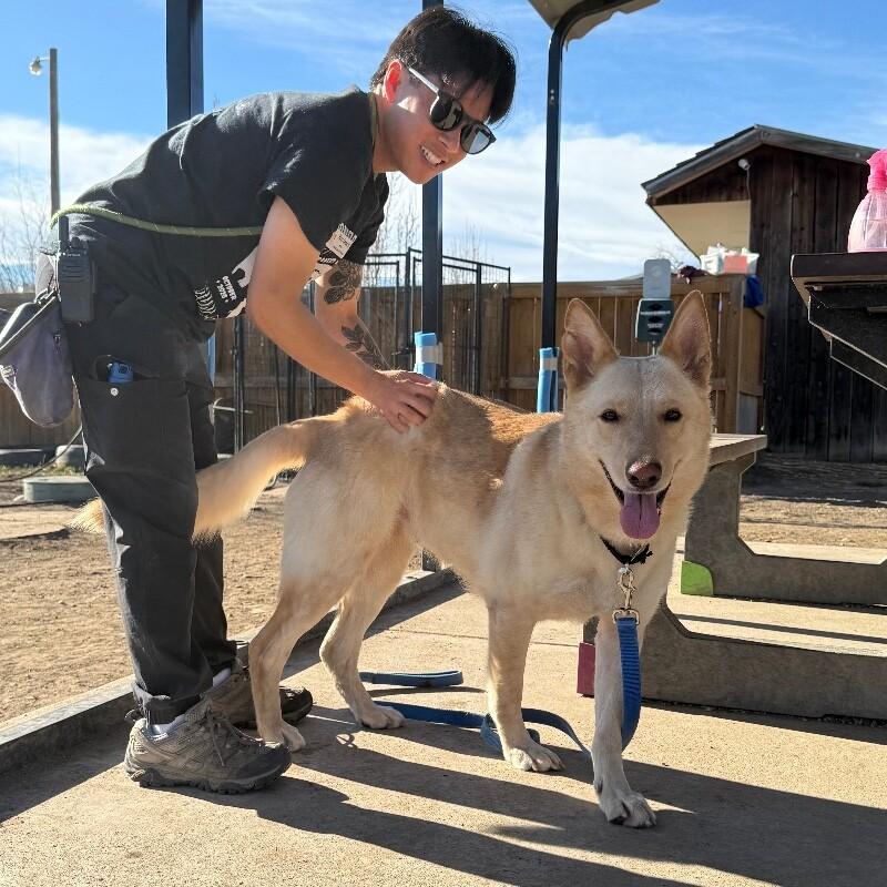 Honey, a Adoptable mixed breed in Fort Collins, CO image 5/6