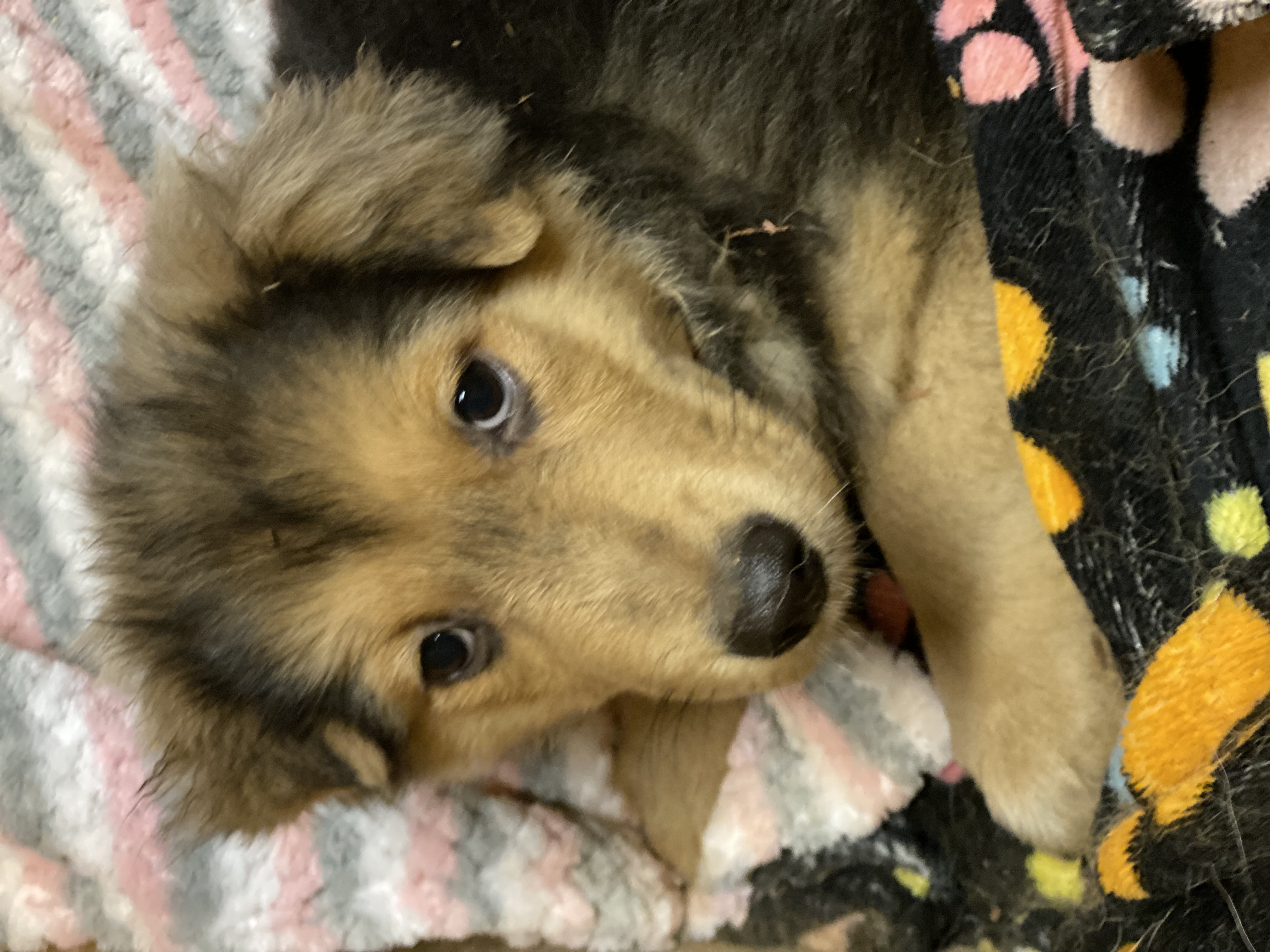 Dog for adoption Simon, a German Shepherd Dog & Siberian Husky Mix in