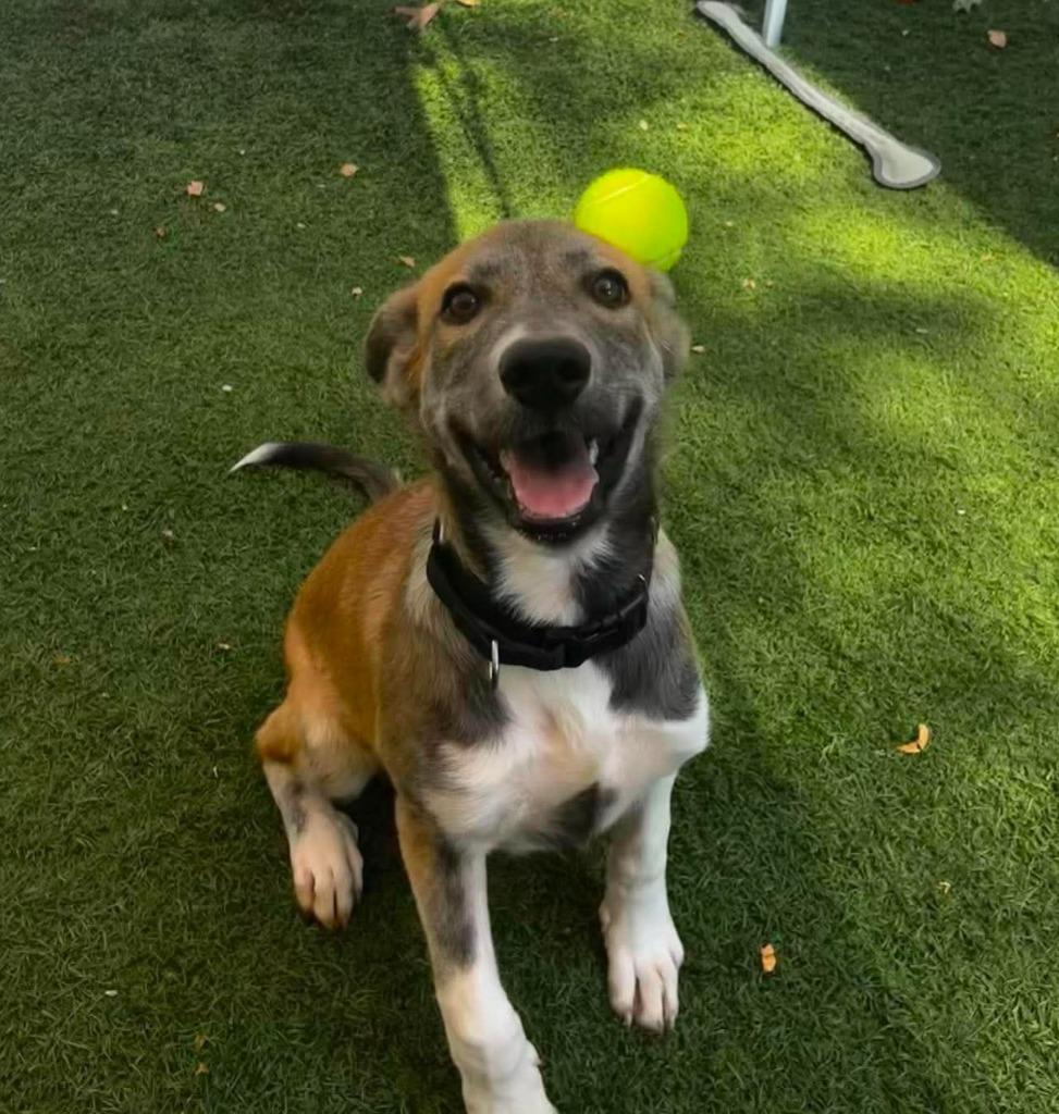 Taryn, Adoptable, Puppy Female Labrador Retriever & Shepherd.