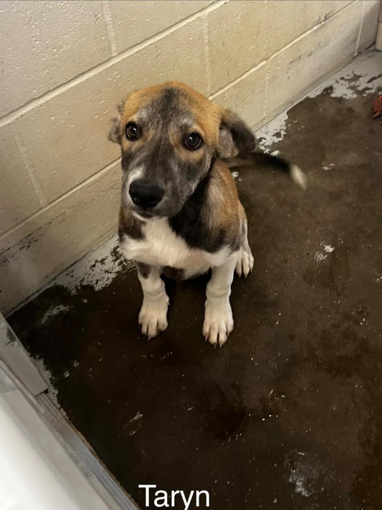 Enlarge Taryn, a Adoptable mixed breed in Sunrise Beach, MO image 2/4