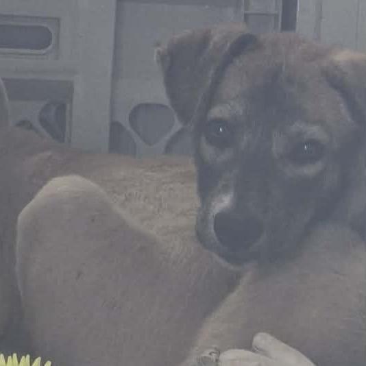 Enlarge Taryn, a Adoptable mixed breed in Sunrise Beach, MO image 3/4